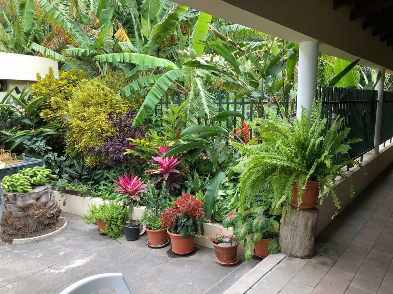 Ribeira Grande Country House Cha de Arroz Exterior photo